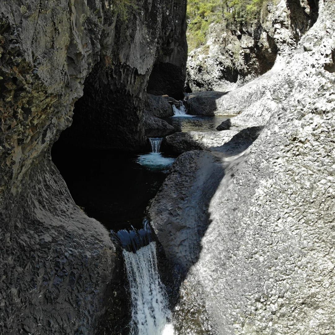 Radal Siete Tazas